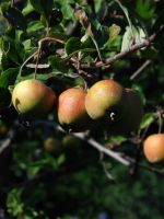 herbst 2014 4.JPG