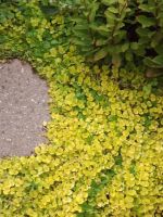 herbst 2014 6.JPG